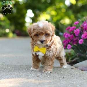 Brady, Cavapoo Puppy